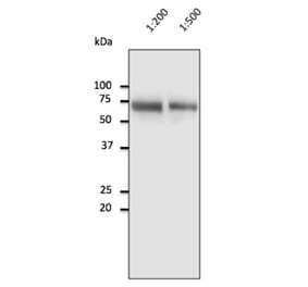 Western Blot - Anti-Albumin Antibody (AB0232) - Antibodies.com