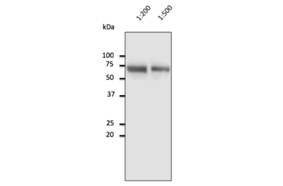 Western Blot - Anti-Albumin Antibody (AB0232) - Antibodies.com