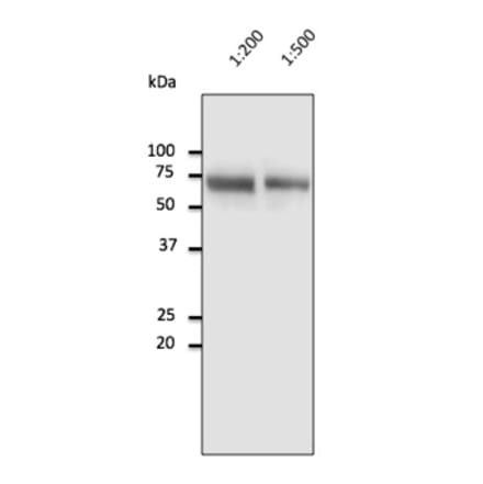 Western Blot - Anti-Albumin Antibody (AB0232) - Antibodies.com