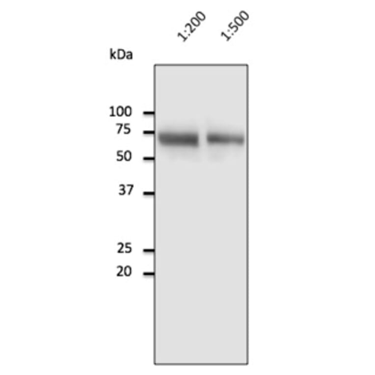 Western Blot - Anti-Albumin Antibody (AB0232) - Antibodies.com