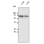 Western Blot - Anti-Albumin Antibody (AB0232) - Antibodies.com