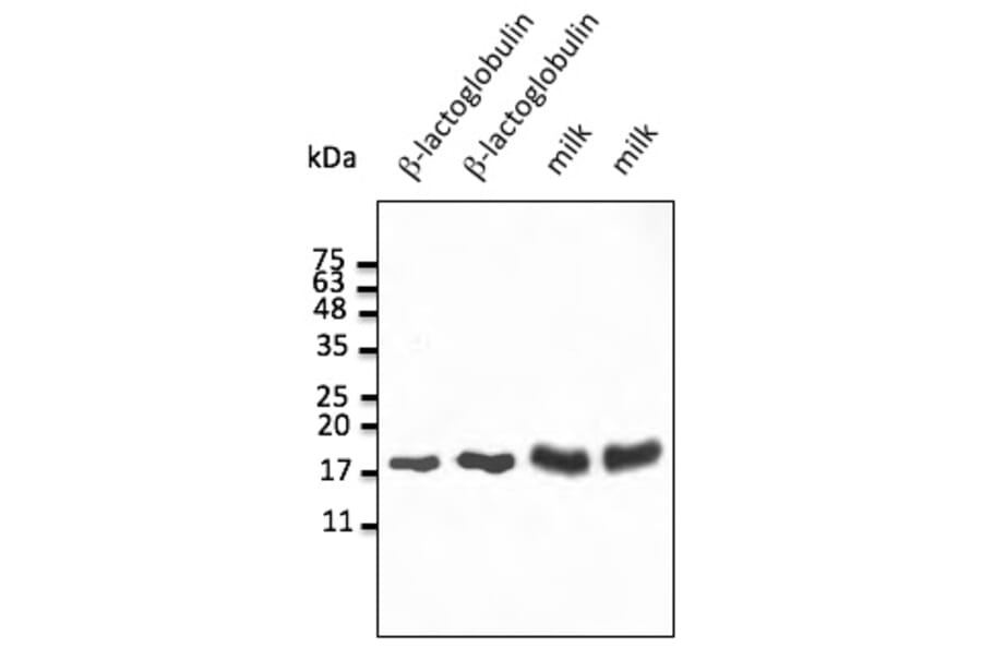 Western Blot - Anti-beta Lactoglobulin Antibody (AB0235) - Antibodies.com