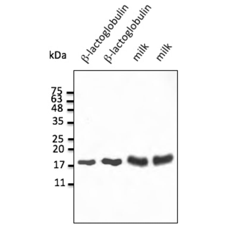 Western Blot - Anti-beta Lactoglobulin Antibody (AB0235) - Antibodies.com