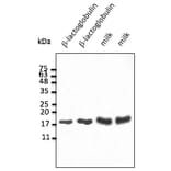 Western Blot - Anti-beta Lactoglobulin Antibody (AB0235) - Antibodies.com