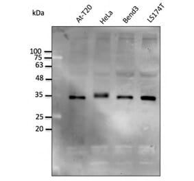 Western Blot - Anti-STUB1 Antibody (AB0283) - Antibodies.com