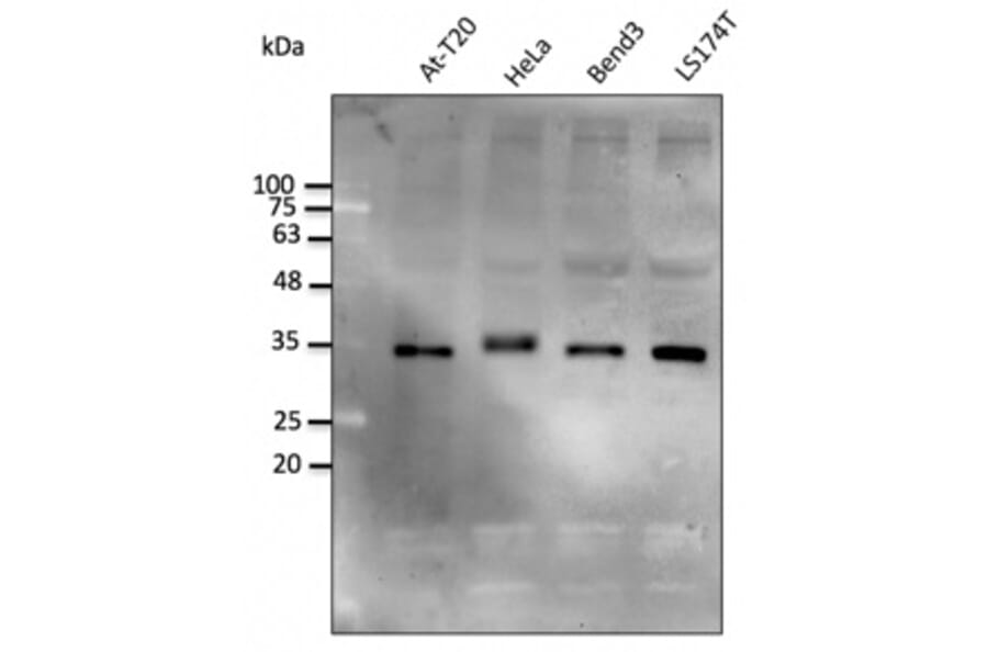 Western Blot - Anti-STUB1 Antibody (AB0283) - Antibodies.com