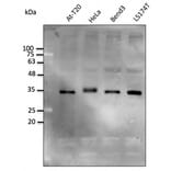 Western Blot - Anti-STUB1 Antibody (AB0283) - Antibodies.com