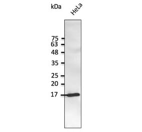 Western Blot - Anti-SNCG Antibody (AB0287) - Antibodies.com