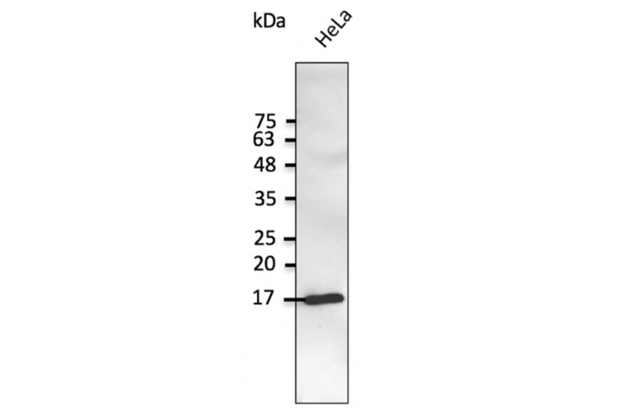 Western Blot - Anti-SNCG Antibody (AB0287) - Antibodies.com