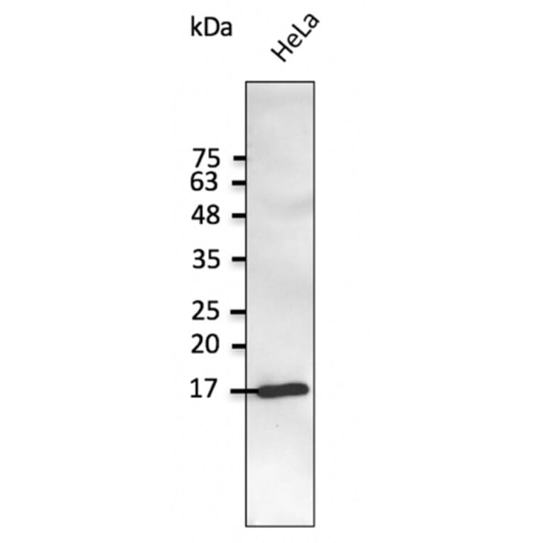 Western Blot - Anti-SNCG Antibody (AB0287) - Antibodies.com