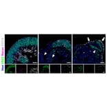 Immunofluorescence - Anti-SNCG Antibody - Antibodies.com