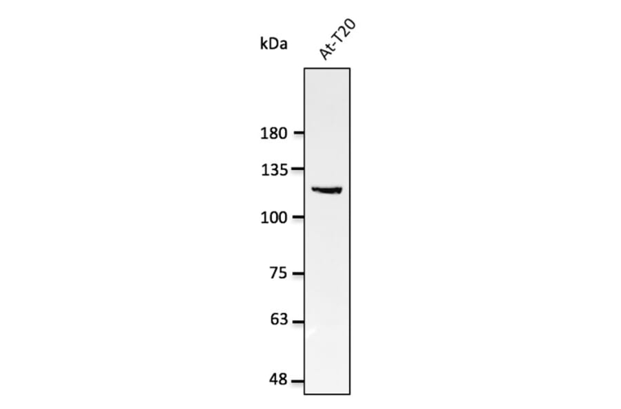 Western Blot - Anti-Nucleolin Antibody (AB0291) - Antibodies.com