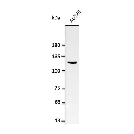 Western Blot - Anti-Nucleolin Antibody (AB0291) - Antibodies.com