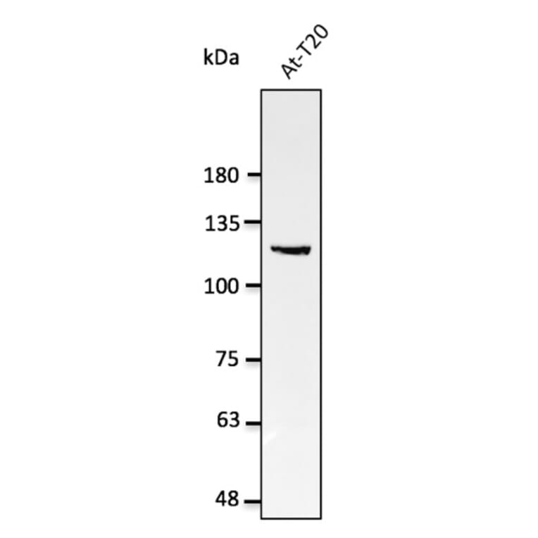 Western Blot - Anti-Nucleolin Antibody (AB0291) - Antibodies.com