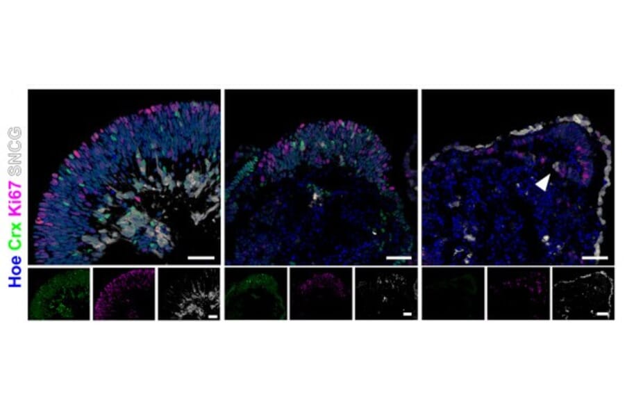 Immunofluorescence - Anti-SNCG Antibody - Antibodies.com