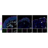 Immunofluorescence - Anti-SNCG Antibody - Antibodies.com