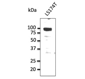 Western Blot - Anti-alpha 1 Sodium Potassium ATPase Antibody (AB0306) - Antibodies.com