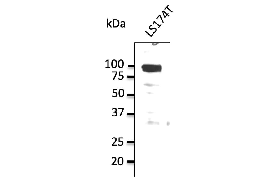 Western Blot - Anti-alpha 1 Sodium Potassium ATPase Antibody (AB0306) - Antibodies.com