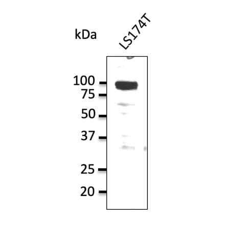 Western Blot - Anti-alpha 1 Sodium Potassium ATPase Antibody (AB0306) - Antibodies.com