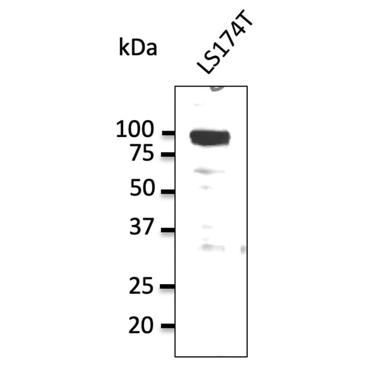 Western Blot - Anti-alpha 1 Sodium Potassium ATPase Antibody (AB0306) - Antibodies.com