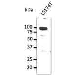 Western Blot - Anti-alpha 1 Sodium Potassium ATPase Antibody (AB0306) - Antibodies.com