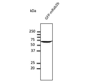 Western Blot - Anti-RAB2 Antibody (AB10021) - Antibodies.com