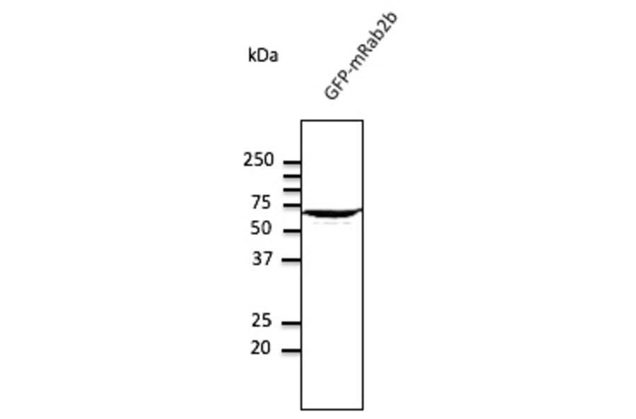 Western Blot - Anti-RAB2 Antibody (AB10021) - Antibodies.com