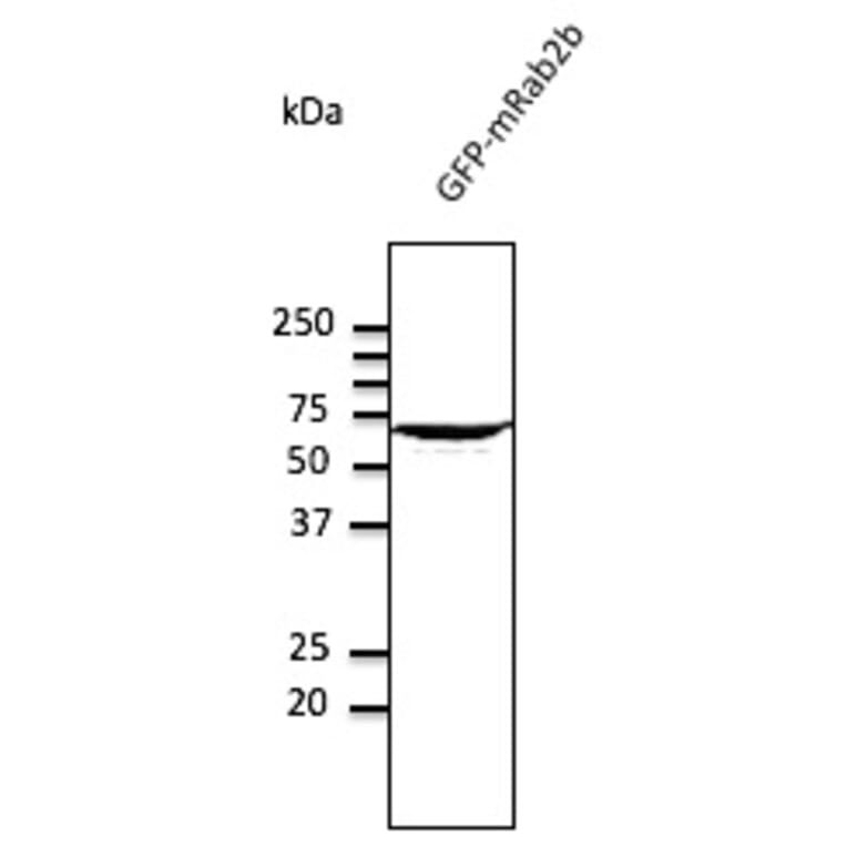 Western Blot - Anti-RAB2 Antibody (AB10021) - Antibodies.com