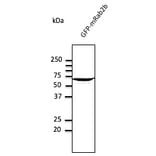 Western Blot - Anti-RAB2 Antibody (AB10021) - Antibodies.com