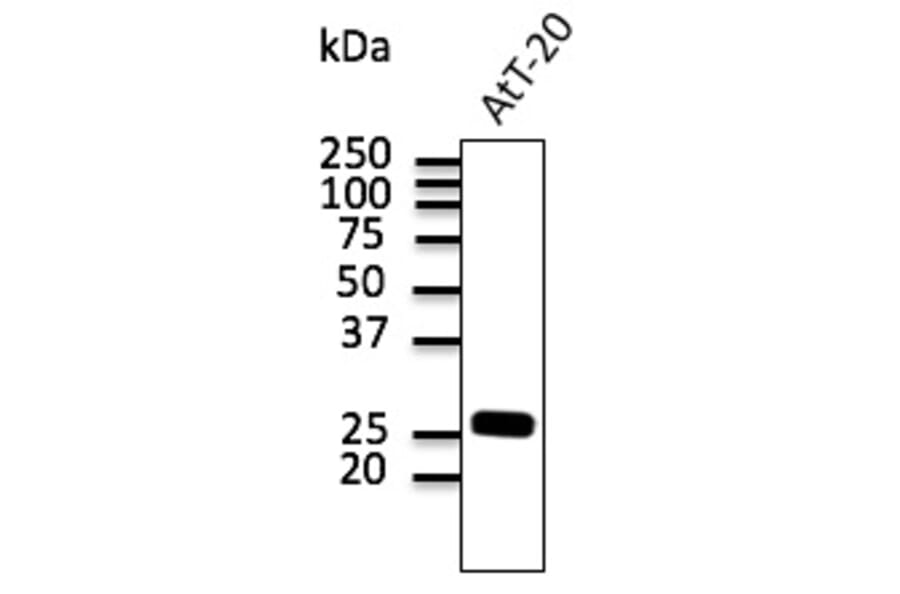 Western Blot - Anti-RAB3 Antibody (A121598) - Antibodies.com