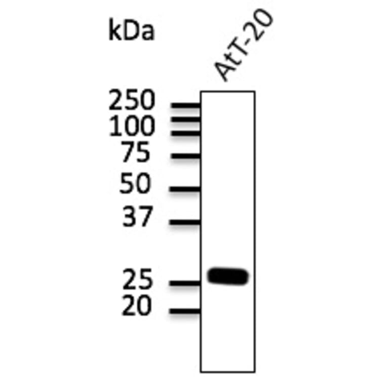 Western Blot - Anti-RAB3 Antibody (A121598) - Antibodies.com
