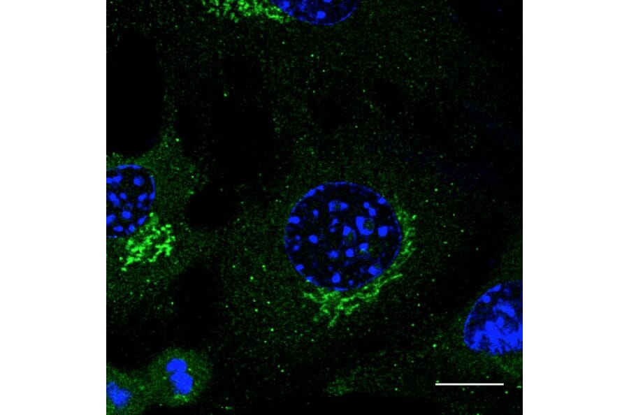 Immunoflouroscence - Anti-RAB3 Antibody (A121598) - Antibodies.com