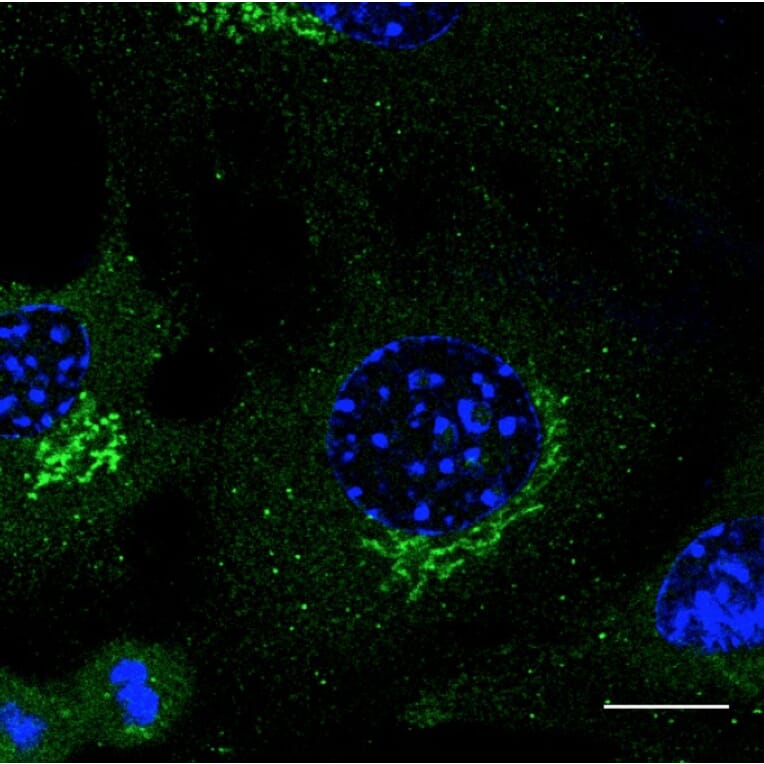 Immunoflouroscence - Anti-RAB3 Antibody (A121598) - Antibodies.com