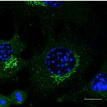 Immunoflouroscence - Anti-RAB3 Antibody (A121598) - Antibodies.com