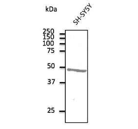 Western Blot - Anti-ATXN3 Antibody (AB10089) - Antibodies.com