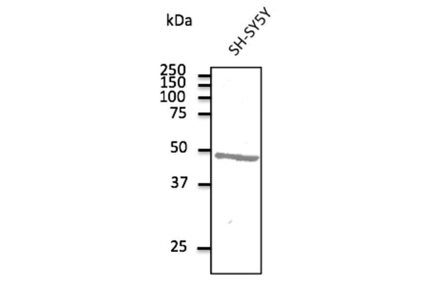 Western Blot - Anti-ATXN3 Antibody (AB10089) - Antibodies.com