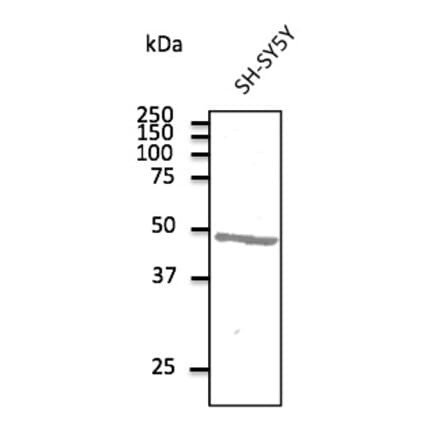 Western Blot - Anti-ATXN3 Antibody (AB10089) - Antibodies.com