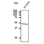 Western Blot - Anti-ATXN3 Antibody (AB10089) - Antibodies.com