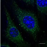 Immunoflouroscence - Anti-RAB5 Antibody (AB1024) - Antibodies.com