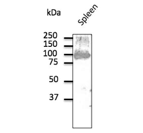 Western Blot - Anti-CD19 Antibody (AB1097) - Antibodies.com