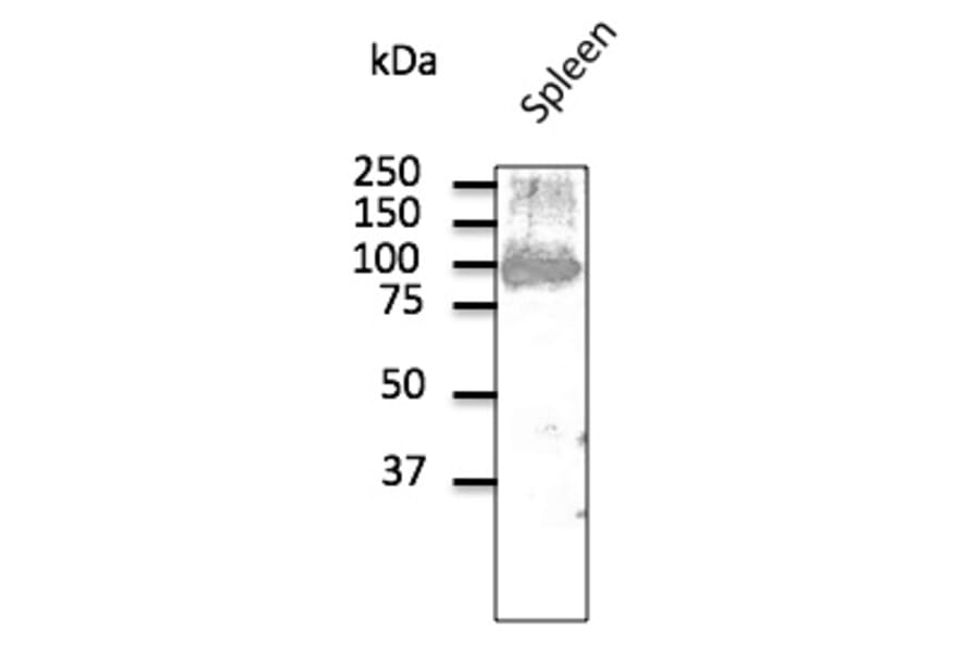 Western Blot - Anti-CD19 Antibody (AB1097) - Antibodies.com