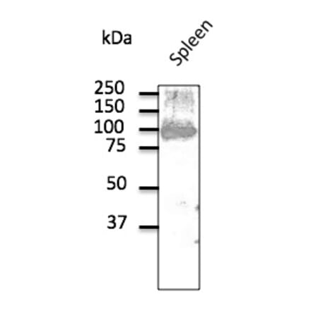 Western Blot - Anti-CD19 Antibody (AB1097) - Antibodies.com