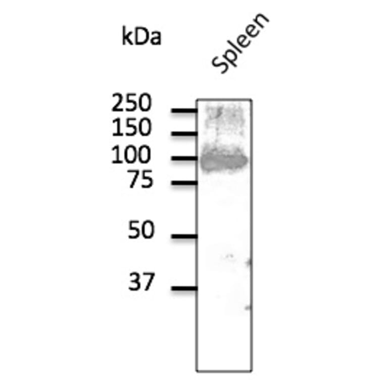 Western Blot - Anti-CD19 Antibody (AB1097) - Antibodies.com