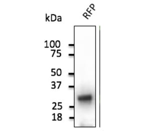 Western Blot - Anti-RFP Antibody (AB1140) - Antibodies.com