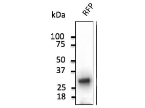 Western Blot - Anti-RFP Antibody (A121675) - Antibodies.com
