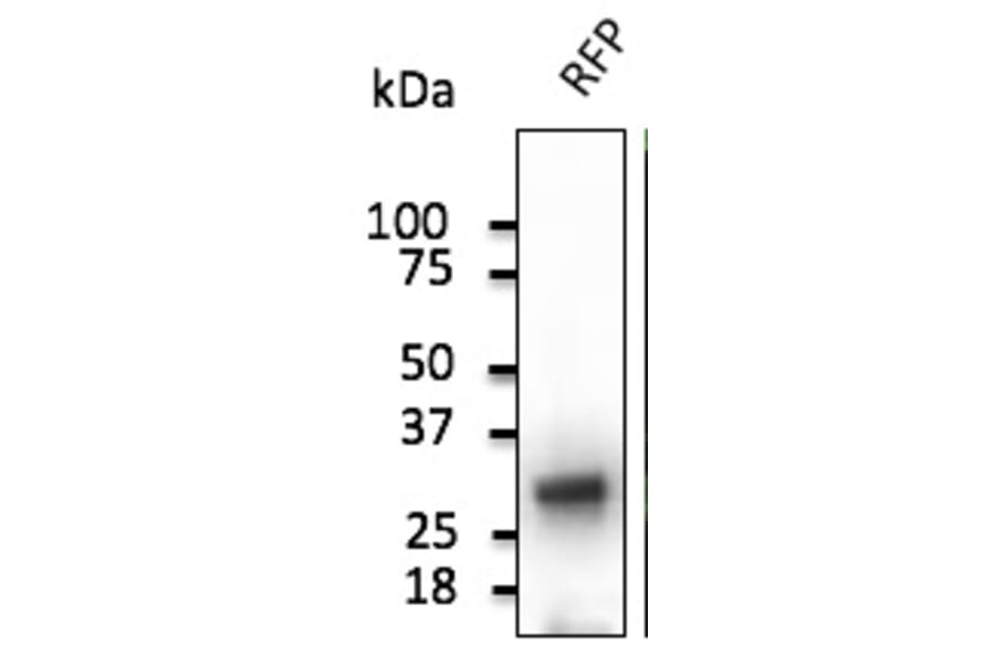 Western Blot - Anti-RFP Antibody (AB1140) - Antibodies.com
