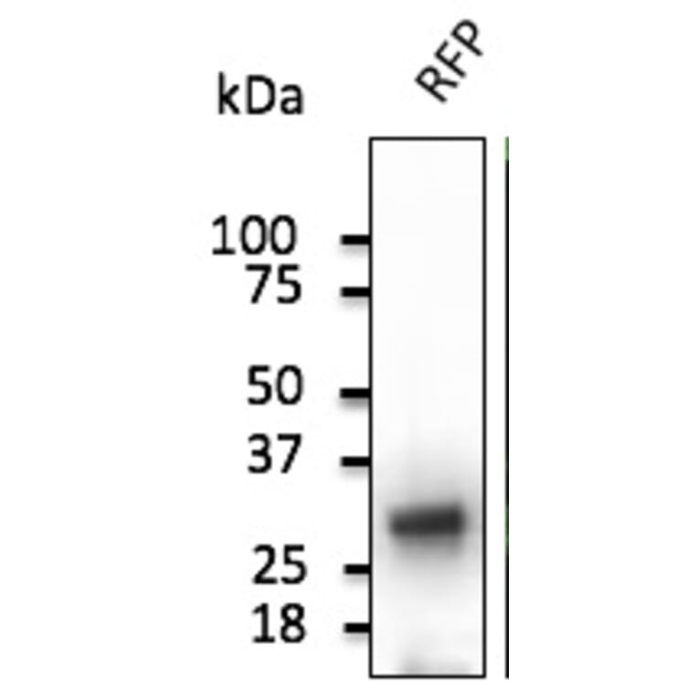 Western Blot - Anti-RFP Antibody (AB1140) - Antibodies.com