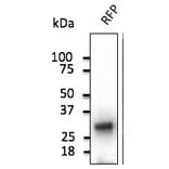 Western Blot - Anti-RFP Antibody (AB1140) - Antibodies.com
