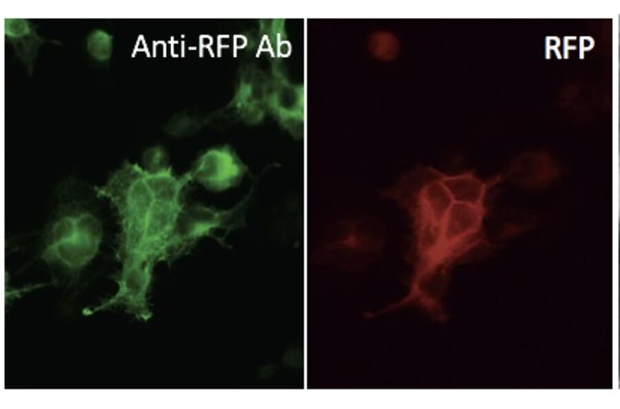 Immunoflouroscence - Anti-RFP Antibody (AB1140) - Antibodies.com