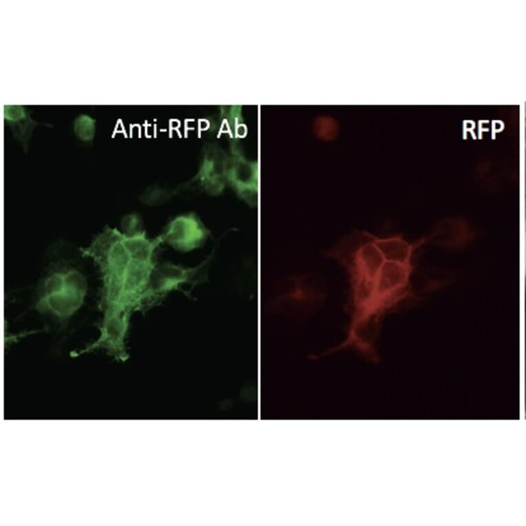 Immunoflouroscence - Anti-RFP Antibody (AB1140) - Antibodies.com